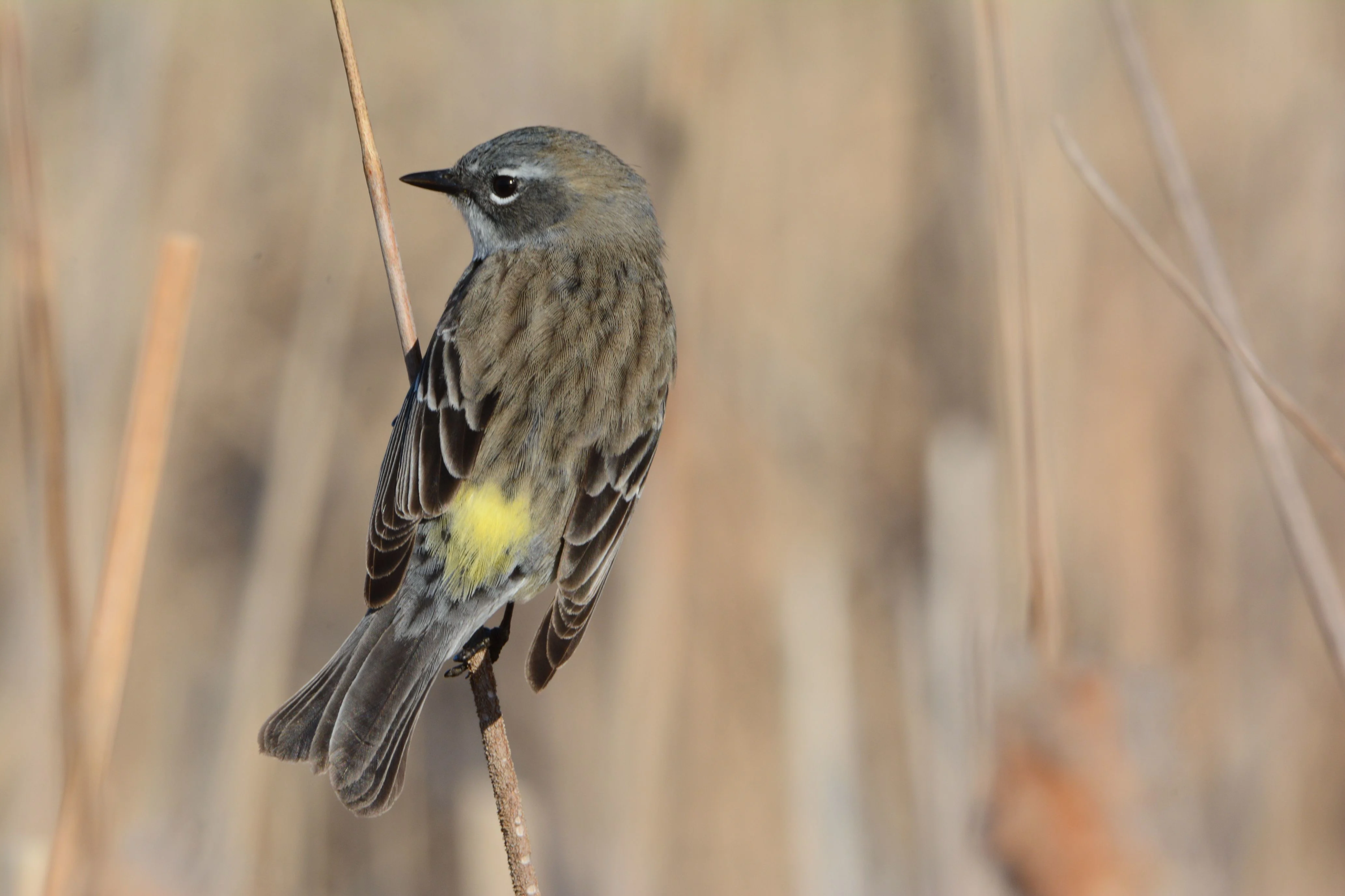 Yellow-browed Warbler